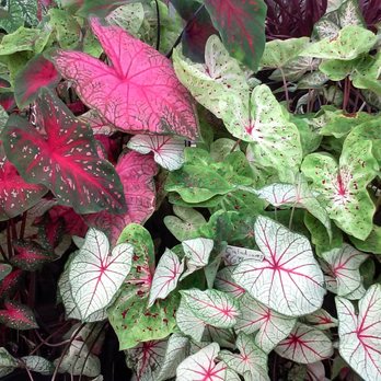 Davison's Nursery - I love the colors in Caladium - Nurseries & Gardening Near Me - Oklahoma City, Oklahoma Davison's Nursery - I love the colors in Caladium - Nurseries & Gardening Near Me - Oklahoma City, Oklahoma