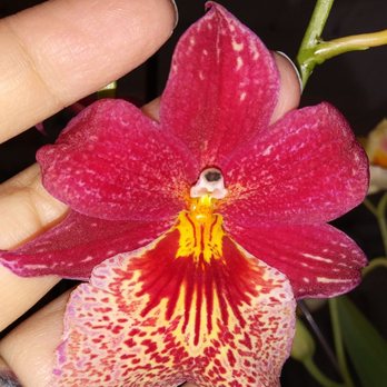 Orchids By Hausermann - Nurseries & Gardening Near Me - Villa Park, Illinois