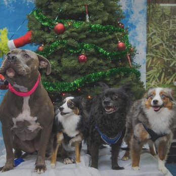 Live Love Pet - Misty, Pyper, Bentley & Oshyn - Pet Groomers Near Me - Honolulu, Hawaii Live Love Pet - Misty, Pyper, Bentley & Oshyn - Pet Groomers Near Me - Honolulu, Hawaii