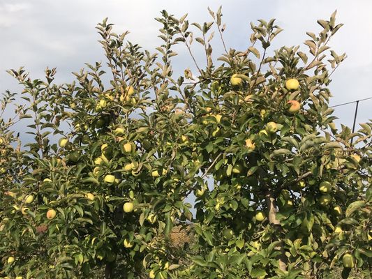 Outhouse Orchards by null