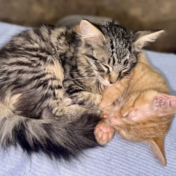 Rainbow Veterinary Hospital - Veterinarians Near Me - Burbank, California Rainbow Veterinary Hospital - Veterinarians Near Me - Burbank, California