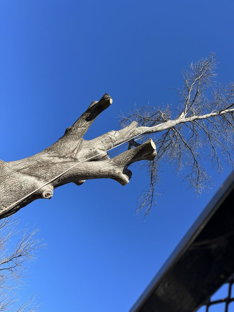Highplains Tree Care - tree service in Linwood, KS