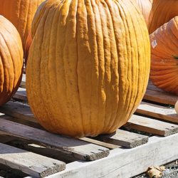 The Farm at Green Village - 10/2/25