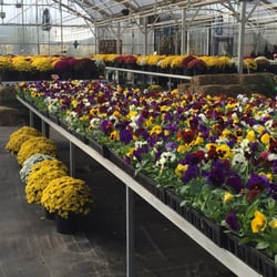 Bedrock Nursery - Lots of beautiful fall flowers right now: buy one, get one free!
