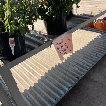 Pinters Plants - Small mums pricing this year - Florists Near Me - Redford, Michigan Pinters Plants - Small mums pricing this year - Florists Near Me - Redford, Michigan