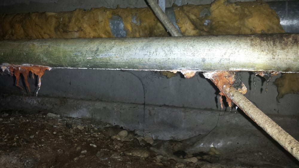 Slide of Gray's Rooter