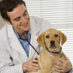 Withamsville Animal Hospital - Withamsville Animal Hospital