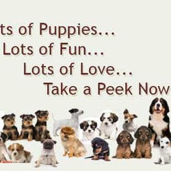 Petland Orlando East - Lots of puppies, lots of fun, lots of love. Take a peek at our pet store in Orlando today!