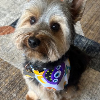 K9NV Elite Dog Spa - K9NV does a great job grooming my little guy! - Pet Groomers Near Me - Minden, Nevada