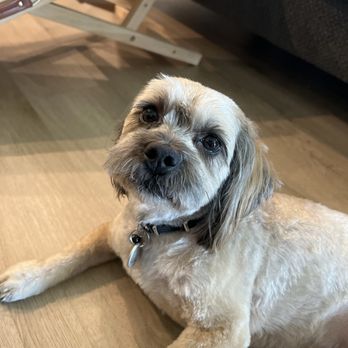 Off the Leash Dog Grooming: Unleash Style & Comfort