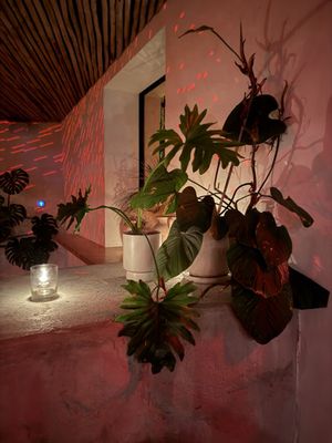 Coral Club by null