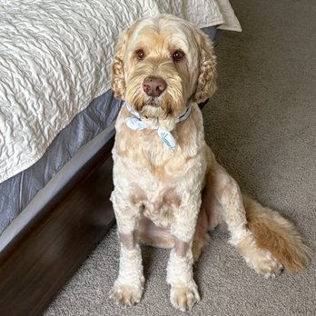 Backyard Pet Spa & Boutique - Happy Cobber Dog rock'n an amazing groom. - Pet Stores Near Me - Roseville, California Backyard Pet Spa & Boutique - Happy Cobber Dog rock'n an amazing groom. - Pet Stores Near Me - Roseville, California