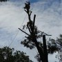 Superior Tree Service