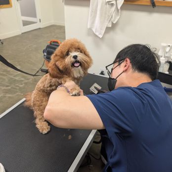 Ironmaya Pet Grooming - Pet Groomers Near Me - San Dimas, California