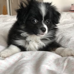 Misty's Toy Aussies