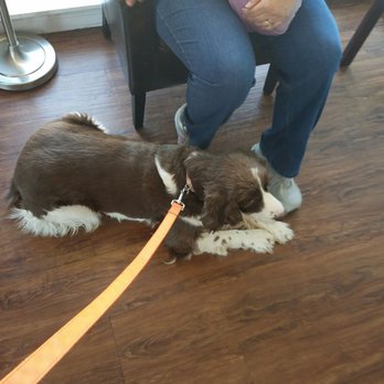 Advanced Veterinary Care - Old Rigby being resistant. - Veterinarians Near Me - Vestavia Hills, Alabama Advanced Veterinary Care - Old Rigby being resistant. - Veterinarians Near Me - Vestavia Hills, Alabama