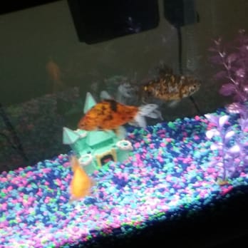 Terry's Aquarium & Pet Center - Pet Stores Near Me - Hammond, Indiana Terry's Aquarium & Pet Center - Pet Stores Near Me - Hammond, Indiana