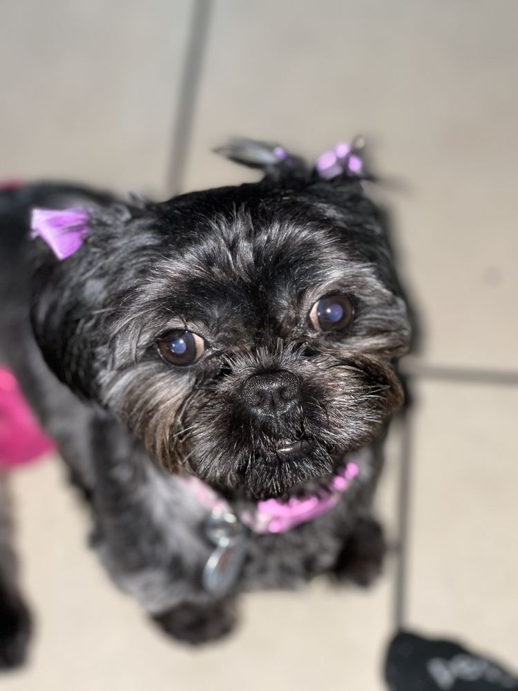 BRUSH & PUPPS GROOMING Updated September 2024 232 Photos & 204 Reviews 604 S Garey Ave