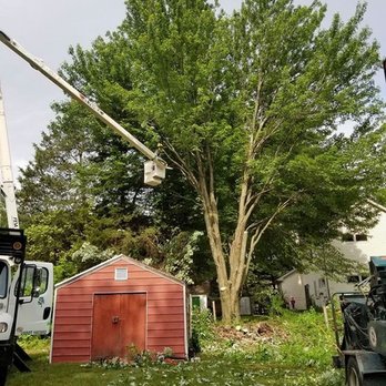 Sidonian Tree Service - Tree Services Near Me - Maumee, Ohio Sidonian Tree Service - Tree Services Near Me - Maumee, Ohio