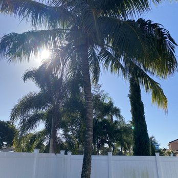 Francisco Landscape - Palm tree pruning - Tree Services Near Me - Lake Worth, Florida Francisco Landscape - Palm tree pruning - Tree Services Near Me - Lake Worth, Florida