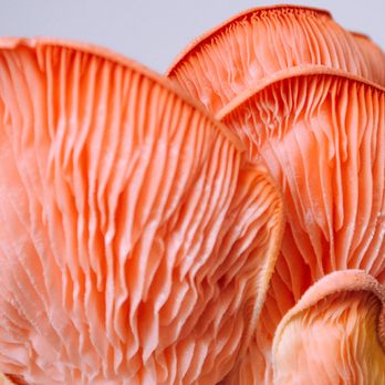 Clean Green Farms - Pink Oyster Mushrooms - Fruits & Veggies Near Me - Miami, Florida Clean Green Farms - Pink Oyster Mushrooms - Fruits & Veggies Near Me - Miami, Florida