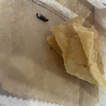 Taco Bell - the lighting bug - Fast Food Near Me - East Alton, Illinois Taco Bell - the lighting bug - Fast Food Near Me - East Alton, Illinois