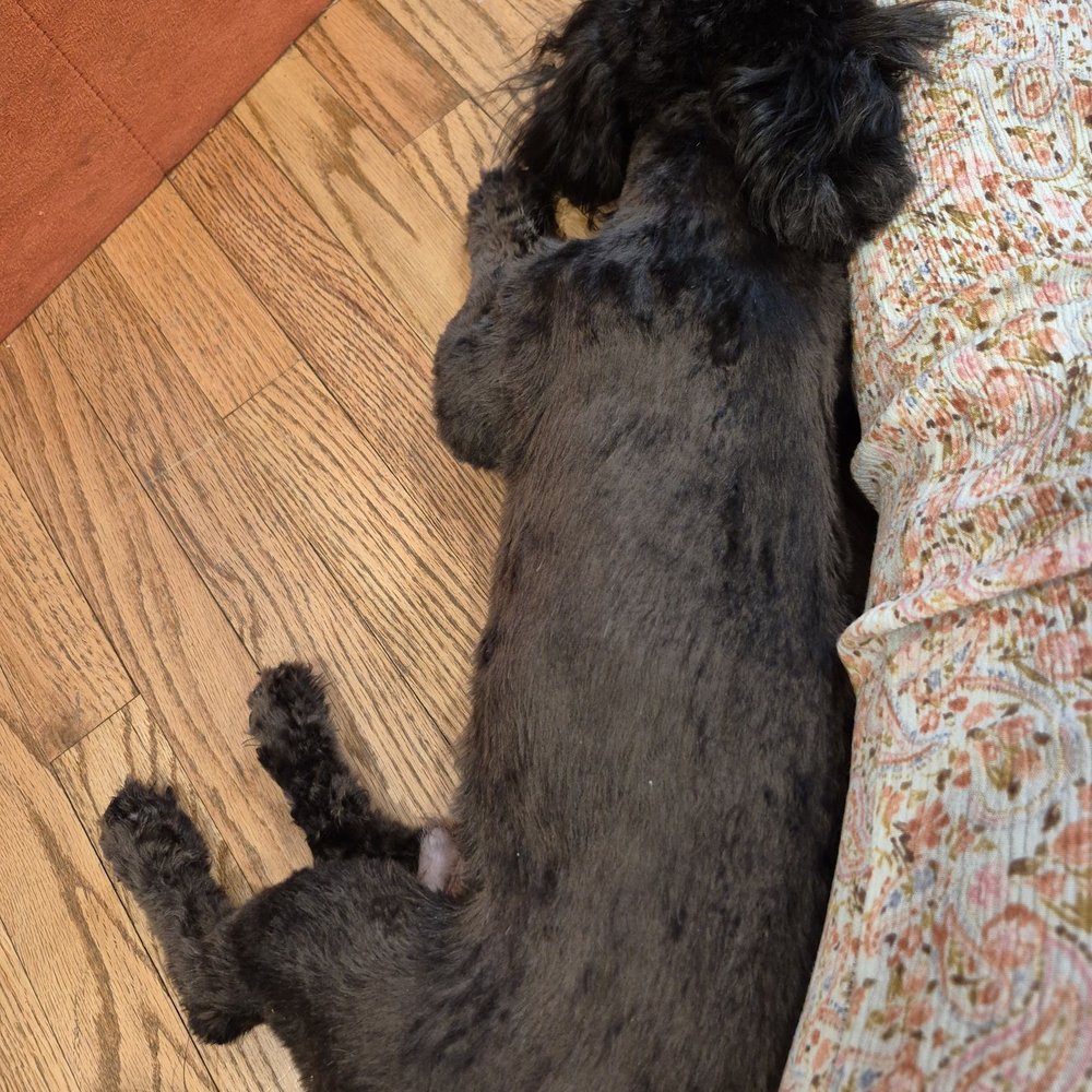 Paws At Main - Riverside - Home, feed,.& yeap sleep He's a 11month old maltipoo - Pet Groomers Near Me - Riverside, California Paws At Main - Riverside - Home, feed,.& yeap sleep He's a 11month old maltipoo - Pet Groomers Near Me - Riverside, California