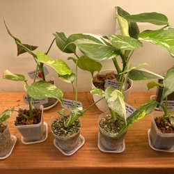 Plant Corner - Some of the higher end plants