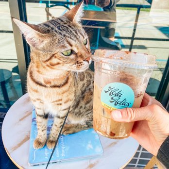 Hola Adios Coffeeshop - CAT astophic if we don't have our Hola Adios - Coffee & Tea Near Me - Costa Mesa, California Hola Adios Coffeeshop - CAT astophic if we don't have our Hola Adios - Coffee & Tea Near Me - Costa Mesa, California