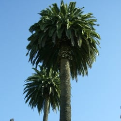 Vallejo City Park - Preservation