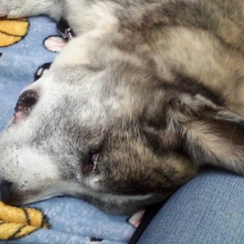 Pet Emergency & Trauma Services - Veterinarians Near Me - Kannapolis, North Carolina Pet Emergency & Trauma Services - Veterinarians Near Me - Kannapolis, North Carolina