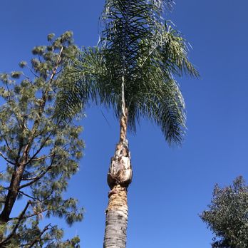 Lozada Tree Service - Tree Services Near Me Lozada Tree Service - Tree Services Near Me