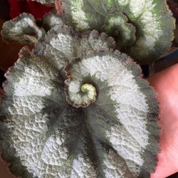 Guini Ridge Farm - Swirly begonia forgot the name and lost the identification card it came with but it's so beautiful!