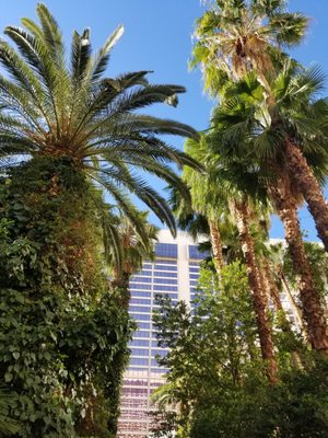 Flamingo Pool at Flamingo Las Vegas by null