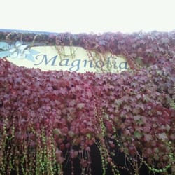 Magnolias