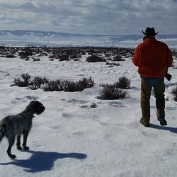 Cooke Canyon Hunt Club - Anya on point at Cook Canyon