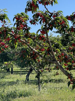 Brosi's Sugartree Farms by null