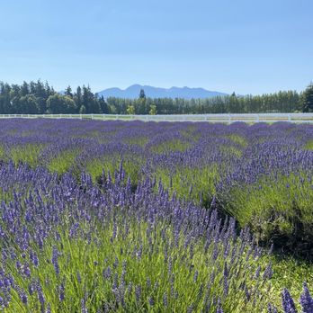 Washington Lavender Farm - Attraction Farms Near Me - Port Angeles, Washington Washington Lavender Farm - Attraction Farms Near Me - Port Angeles, Washington