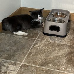Elmbrook Humane Society - 08/13/23. Meet my first shy girl kitten!!!