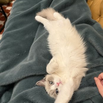 Day Spring Ragdolls - Pet Breeders Near Me - Shingle Springs, California