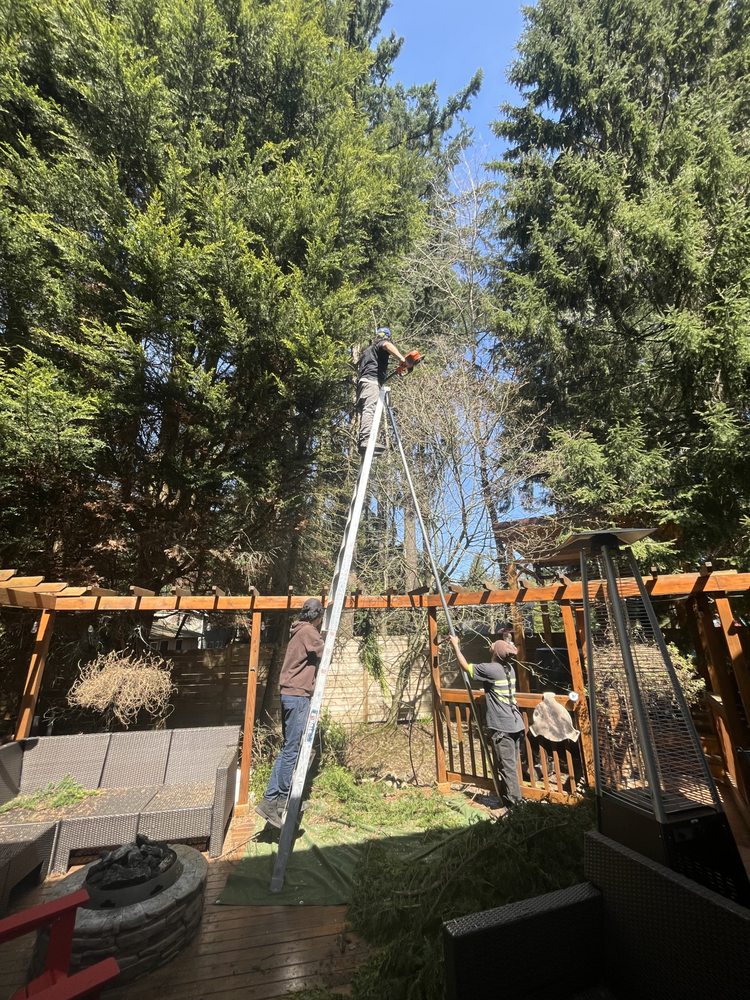 Erik Nye The Tree Guy - tree service in Seattle, WA