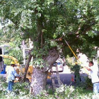 Tree Care by Design - Tree Services Near Me