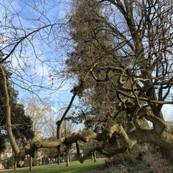 Jardin Public - Tree