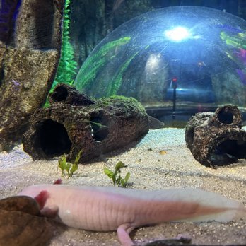 Sea Life - Axolotl - Aquariums Near Me - Orlando, Florida Sea Life - Axolotl - Aquariums Near Me - Orlando, Florida