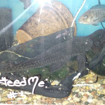 Something Fishy Tropical Fish Store - Aquarium Services Near Me - Dubuque, Iowa Something Fishy Tropical Fish Store - Aquarium Services Near Me - Dubuque, Iowa