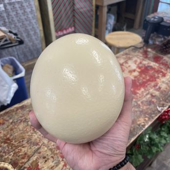 Ostrichland USA - Ostrich Egg - Attraction Farms Near Me - Solvang, California