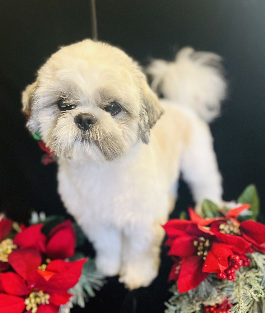 THE PET BARRACKS Updated July 2024 38 Photos & 38 Reviews 11145