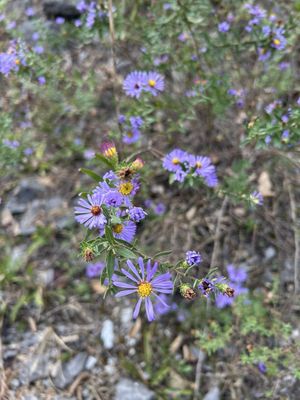 Ruffner Mountain by null