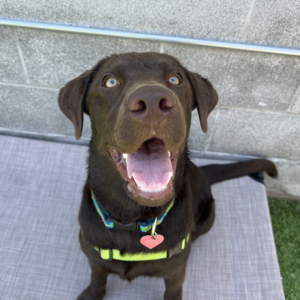 A Bark Idea - Pet Training Near Me - Redondo Beach, California A Bark Idea - Pet Training Near Me - Redondo Beach, California