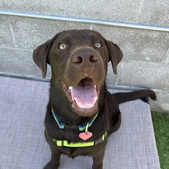 A Bark Idea - Pet Training Near Me - Redondo Beach, California A Bark Idea - Pet Training Near Me - Redondo Beach, California